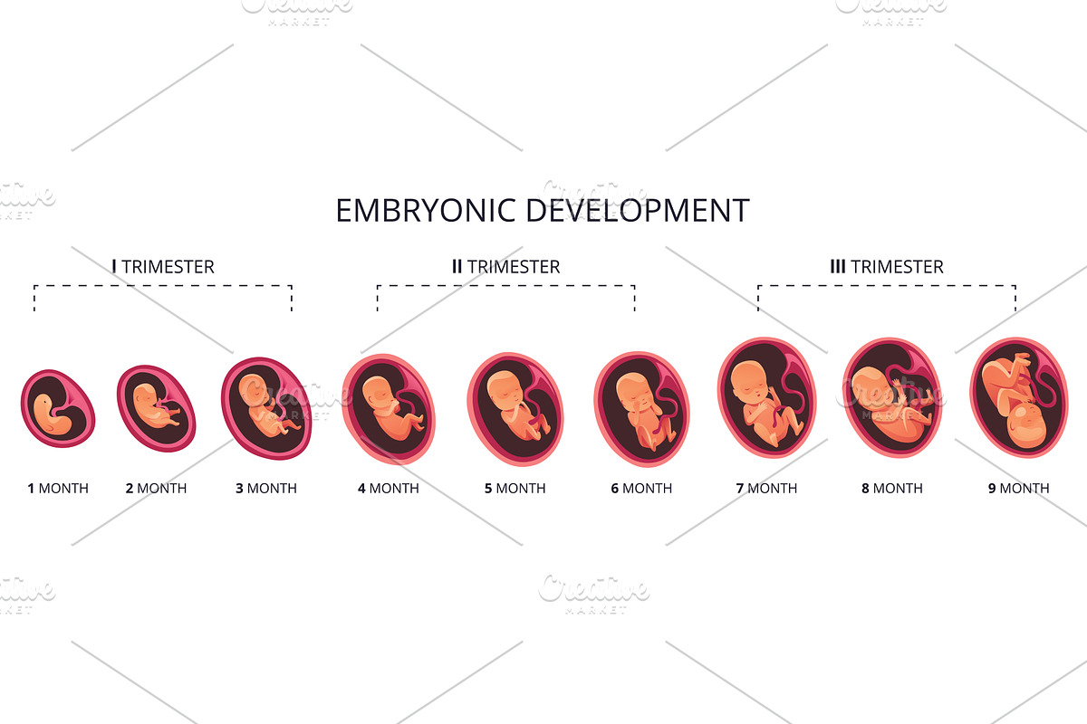 Embryo month stage growth, an Object Illustration by Things for designers