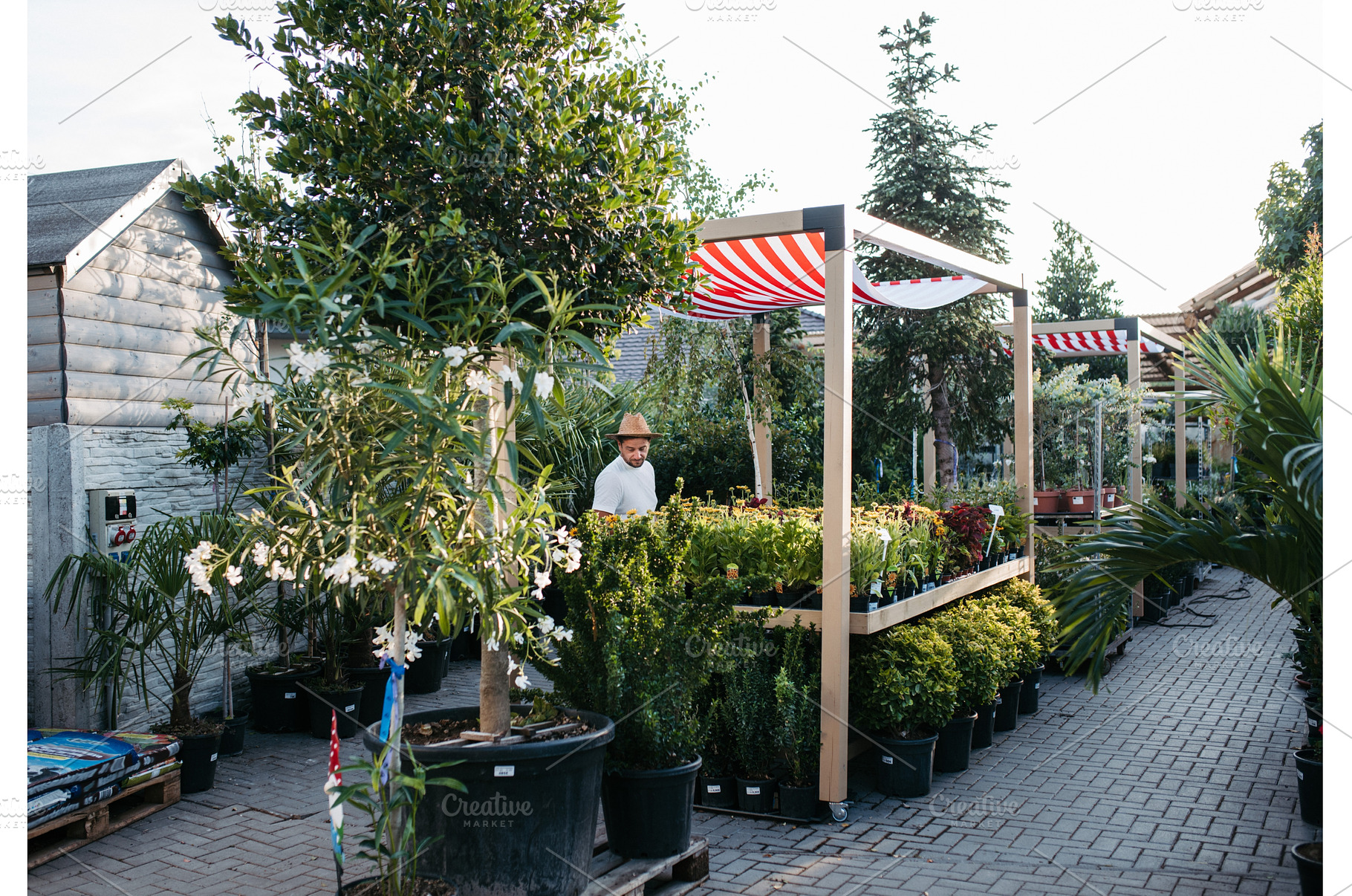Garden center owner standing among, a Nature Photo by HalfPoint