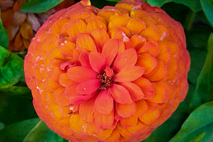 Orange flower close-up with green leaves, a Nature Photo by DanFLCreativo