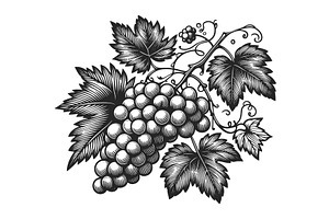 Bunch of grapes plant sketch vector, a Food Illustration by AlexArt
