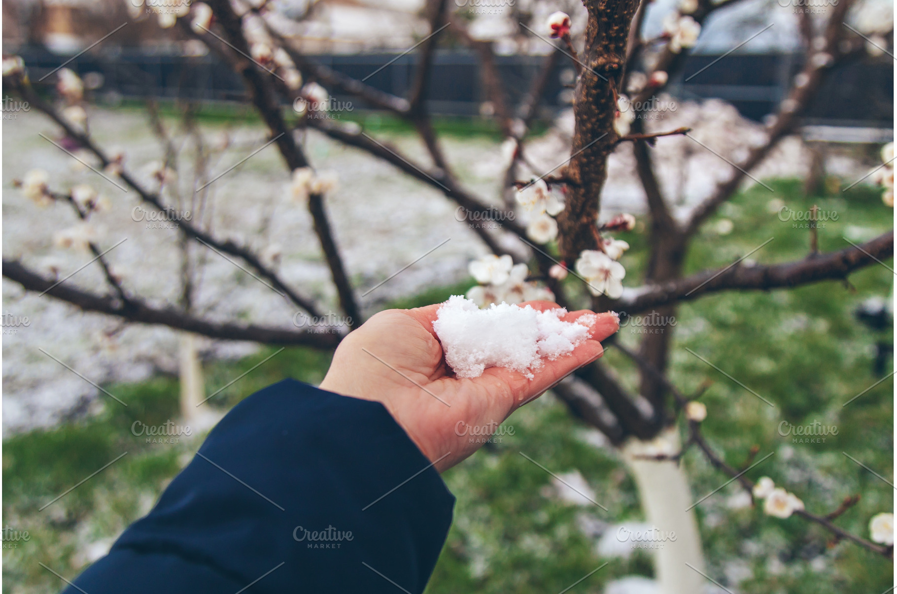 Trees bloom snow spring. Selective, a Nature Photo by yanadjana