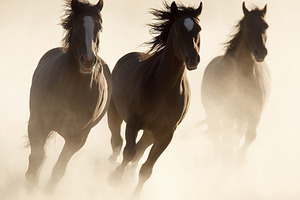 Three wild horses galloping through, an Animal Photo by MistyDay