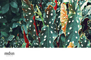 Tropic | Tropical Green Photo Bundle, a Nature Photo by MDSN Design (Thumbnail 5 of 16)