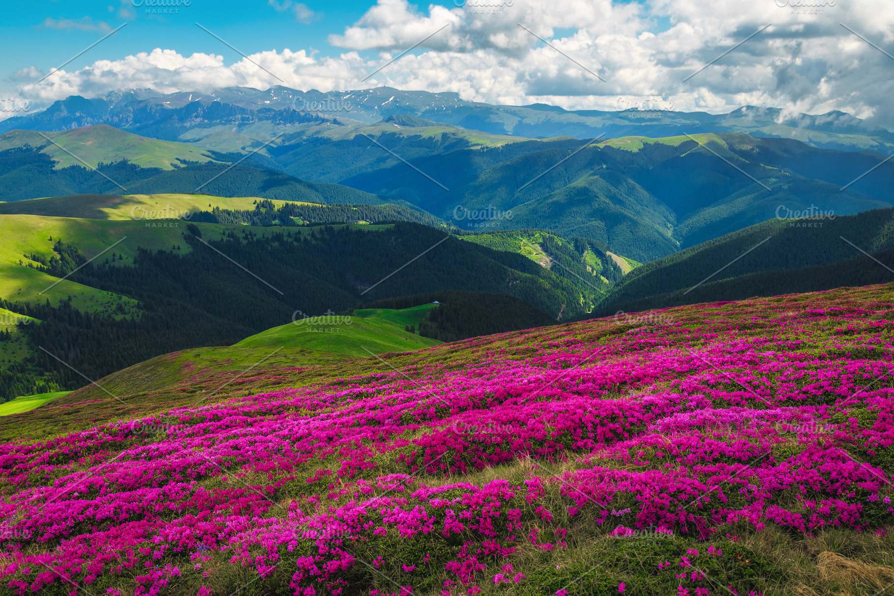 Flowering alpine rhododendrons, a Wallpaper Photo by Alpine Dreams