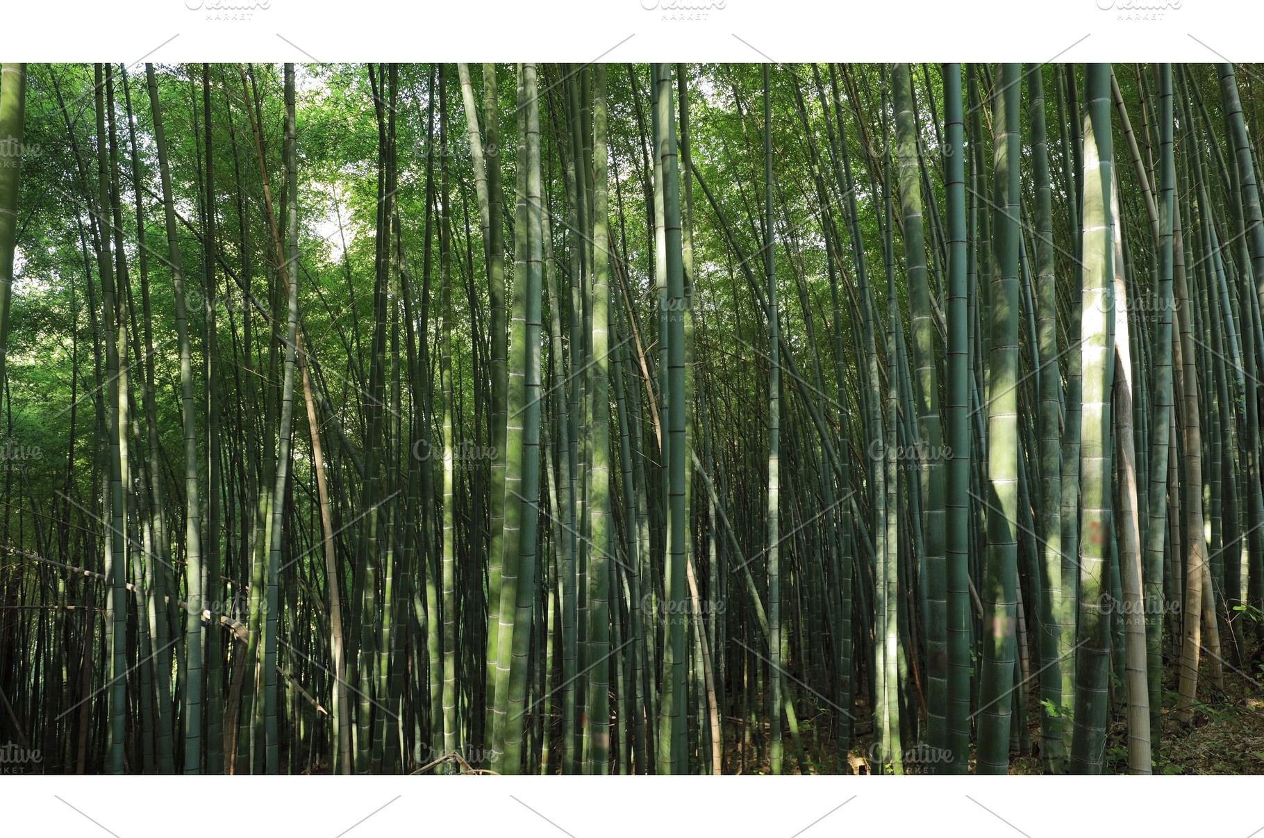 Timelapse In Bamboo Grove. Beautiful, a Nature Photo by Our Amazing World
