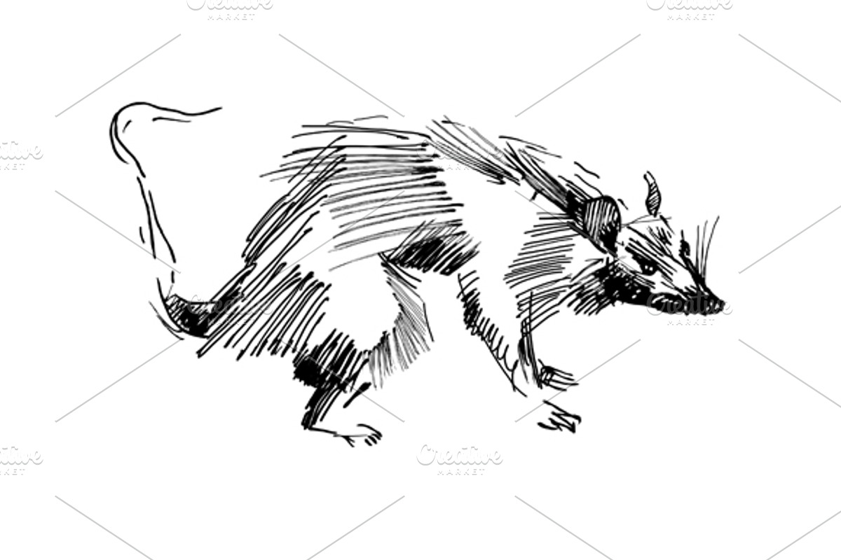 Rat