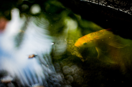A fish in the pond