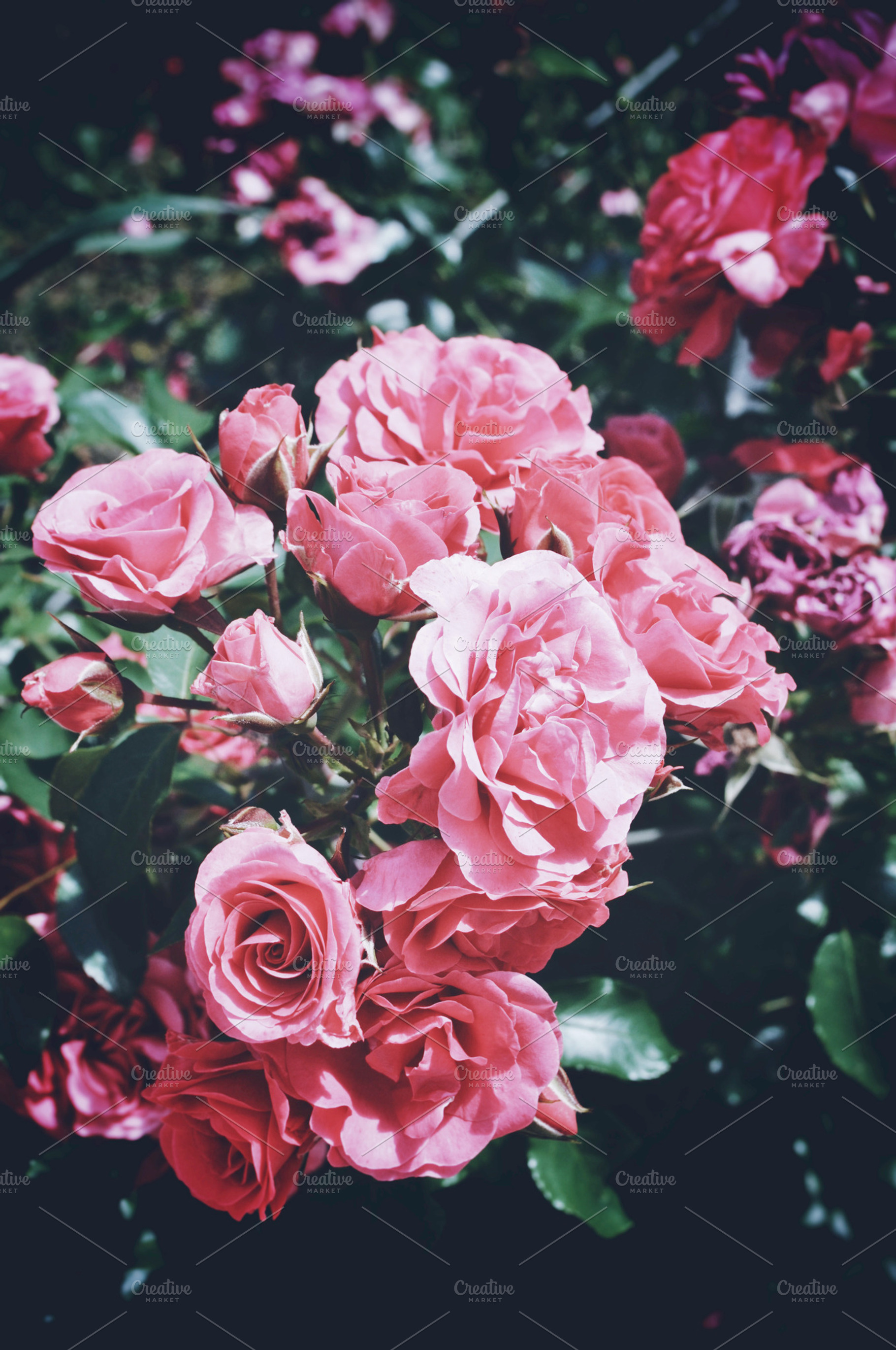 Roses stock photograph, a Nature Photo by SCF