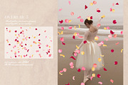Multicolored Rose Petals Overlays, a Texture Graphic by Kaleriia (Thumbnail 6 of 16)