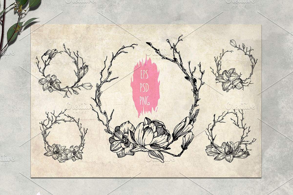 Magnolia flowers. Engraving style., a Decorative Illustration by Alena Kaz (Photo 9 of 12)