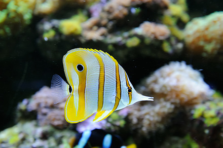 Fish containing fish, underwater, and sea, an Animal Photo by Byrdyak