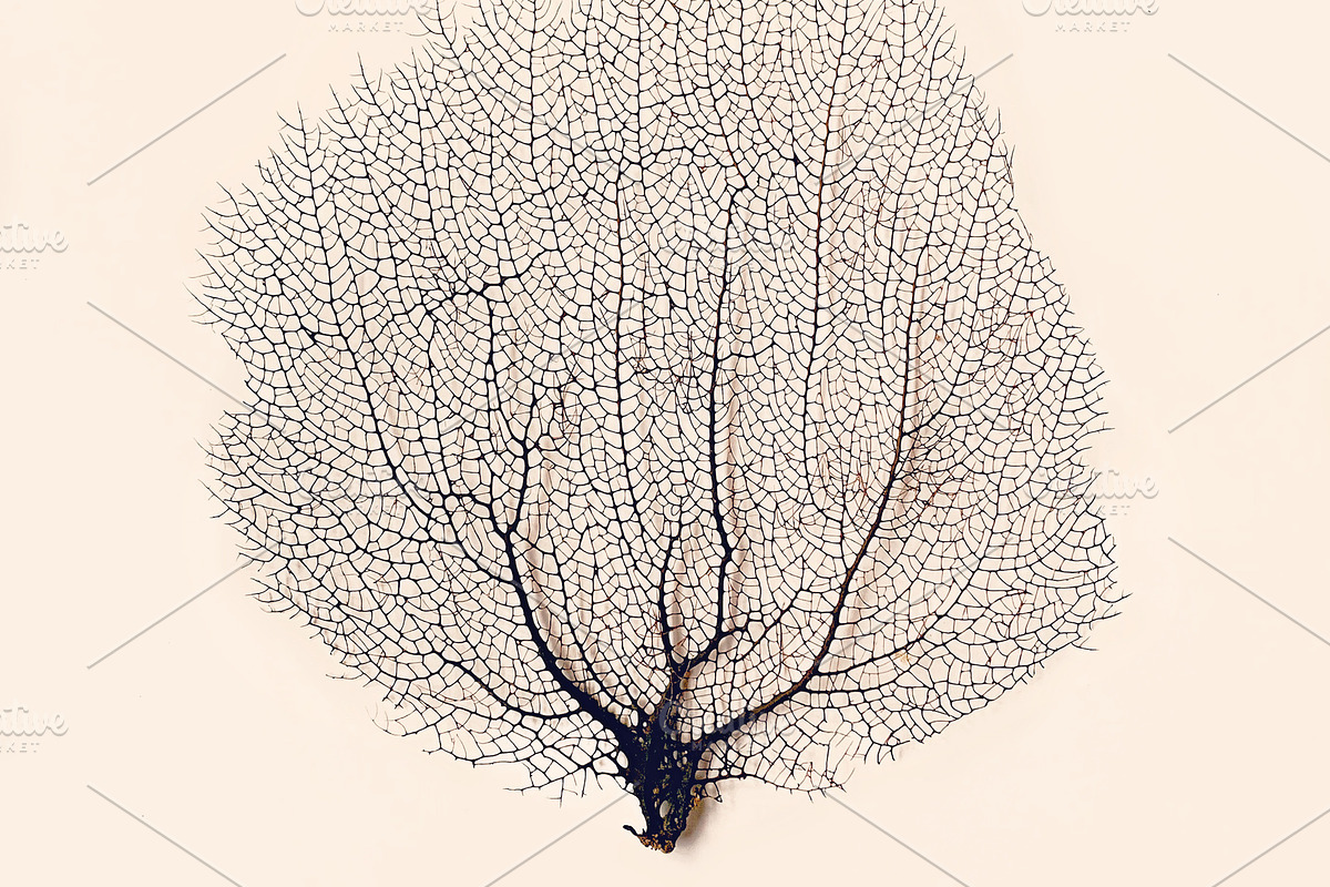 Sea Coral, a Nature Photo by The Free Creatives (Photo 2 of 2)