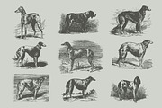 Vintage Bundle 2500+ Free Update, an Animal Illustration by Retro Machine (Thumbnail 111 of 170)