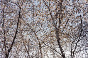 A bunch of maple tree without, a Nature Photo by Illustrations&photos