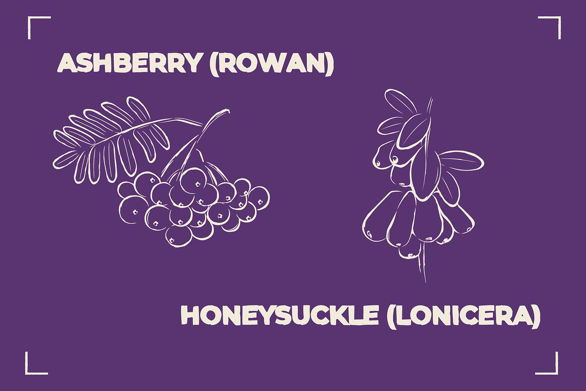 BERRY LINE ART SET (20 elements), a Food Illustration by Bonfloret Studio (Photo 8 of 9)