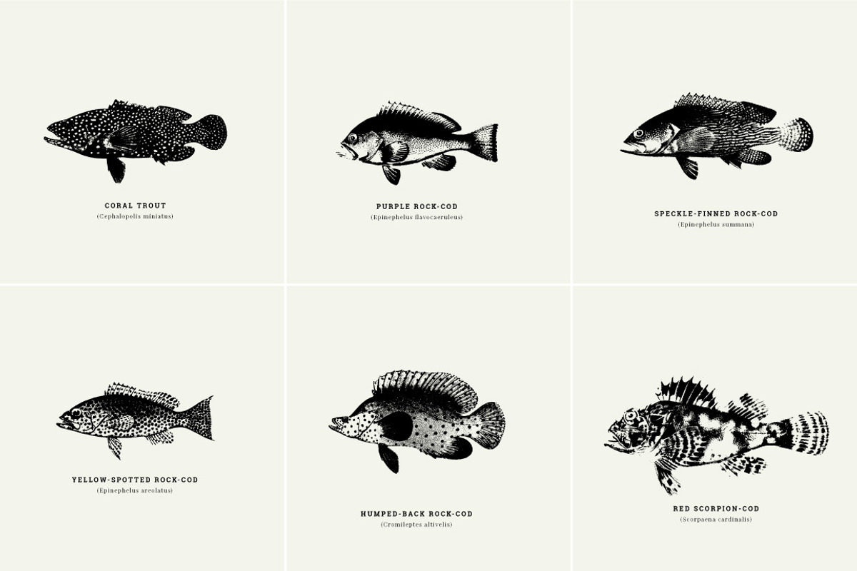 Fish Illustrations, an Object Graphic by Nomad Visuals (Photo 11 of 11)