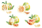 Watercolor tropical fruits., an Illustration by TaPilipa (Thumbnail 34 of 39)