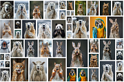236 surprised animals, an Animal Photo by Handmadefont (Thumbnail 6 of 241)