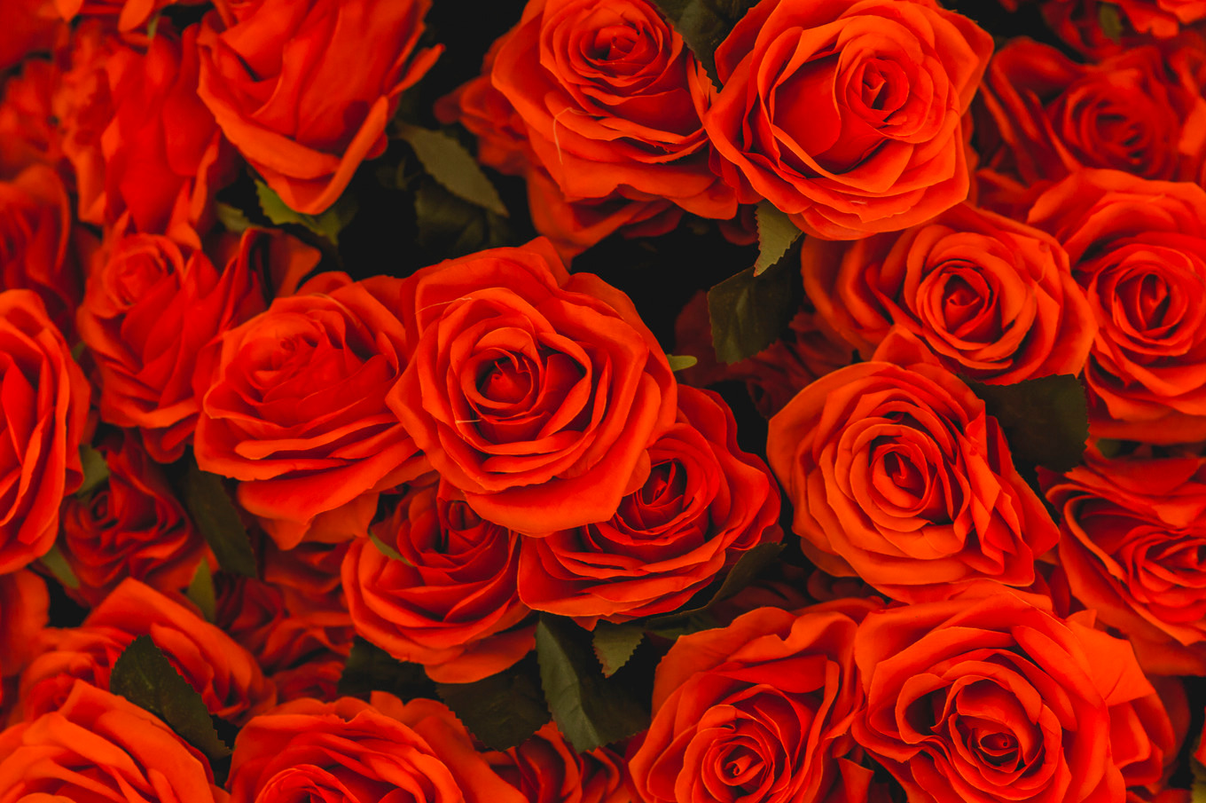 Red roses background featuring rose, red, and background, an Abstract ...