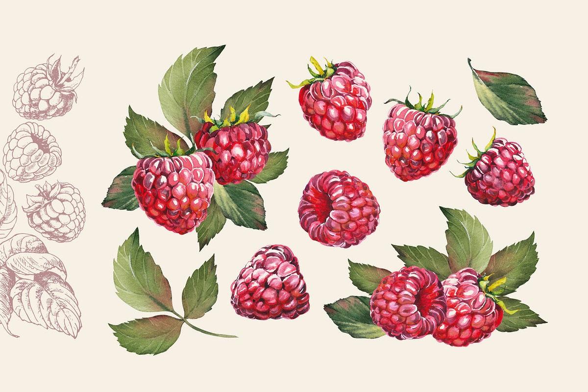 Berries, a Food Illustration by Jeanna Draw (Photo 3 of 12)