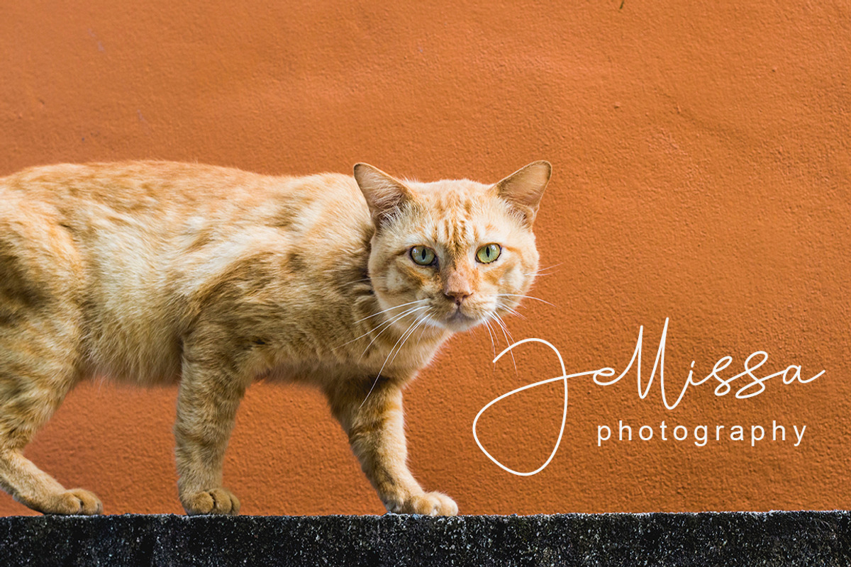 Tallitha a stylish handwritten font preview 7