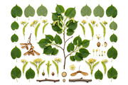 Botanical Plant Anatomy Bundle, an Object Illustration by StockVerse Creative (Thumbnail 4 of 4)