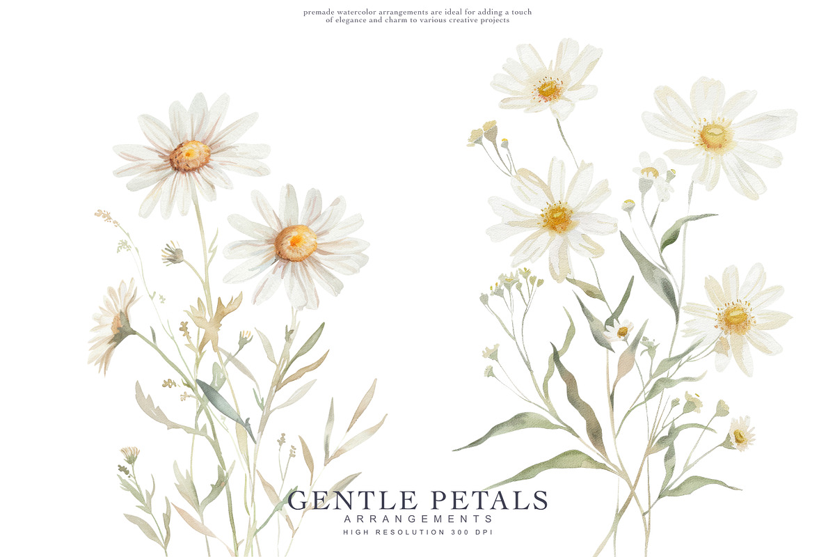 watercolor daisy clipart set, a Decorative Illustration by Patishop Art (Photo 2 of 6)
