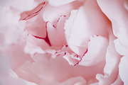 Fashion styled photo bundle | 1 stock photo containing social media and, a Beauty & Fashion Photo by Brand Strategy Co. (Thumbnail 5 of 6)