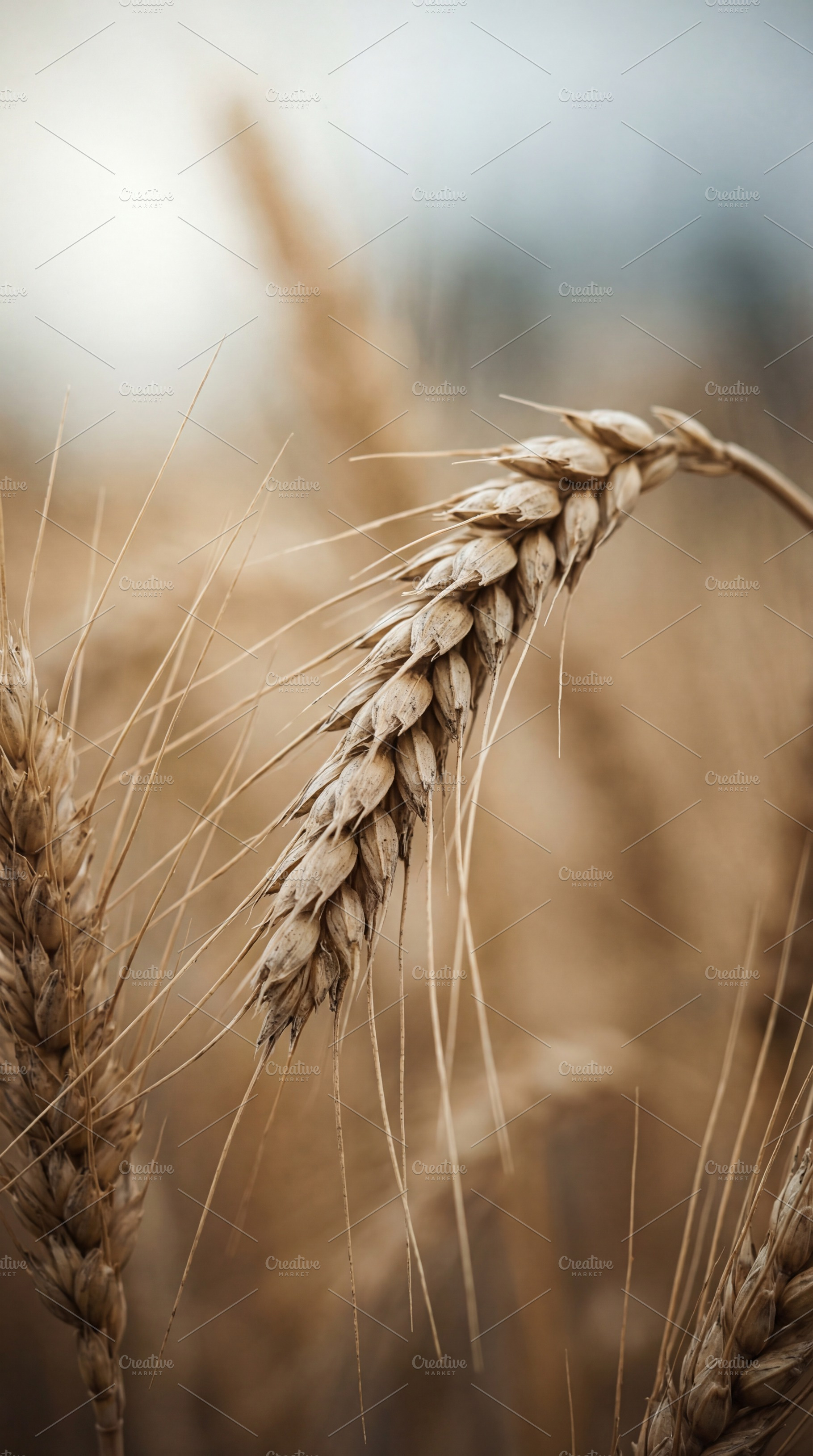 Close-up of Golden Wheat Ear, a Nature Photo by Virgo Studio