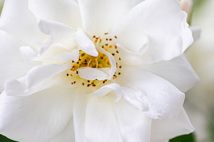 White roses on the bush, a Nature Photo by Anna Bogush