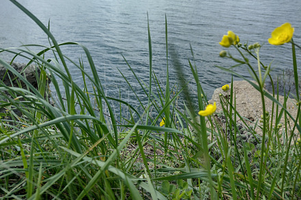 Summer meadow on the river bank.