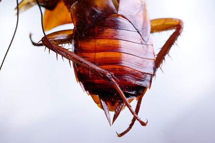 Cockroach close up containing insect, cockroach, and brown