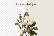 Magnolia - botanical illustrations, a Decorative Illustration by AI Crafted Magnolia (Thumbnail 2 of 11)