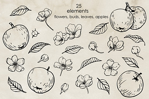 Apple Blossom & Fruit. Vector Set