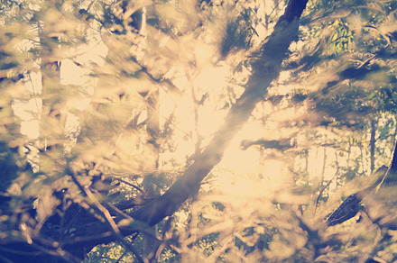 Nature background stock photo containing sun and filter, a Nature Photo by FOLK&SHOP