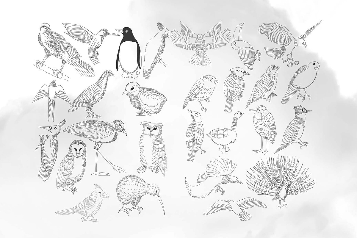 49 Birds Collection, an Animal Illustration by RHY Studio (Photo 3 of 3)