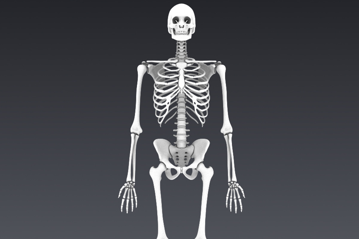 Human skeleton rigged, a Characters & Person 3D Model by konstantin.ermolaev (Photo 15 of 27)