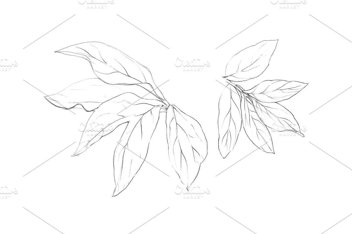 Hand Sketched Peonies, an Object Graphic by VictoriaKStudio (Photo 5 of 9)