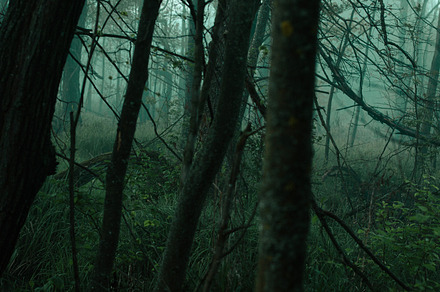 Horror Woods 2 Featuring Woods Swamp And Nature preview 4