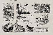 Vintage Bundle 2500+ Free Update, an Animal Illustration by Retro Machine (Thumbnail 163 of 170)