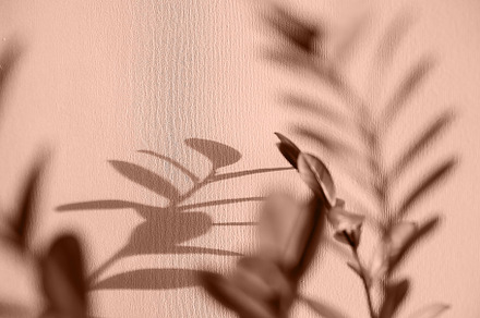 Shadows of flowers house plant on wall wallpapers grey background. Trendy color