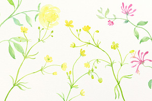 Watercolor Honeysuckle & Buttercup