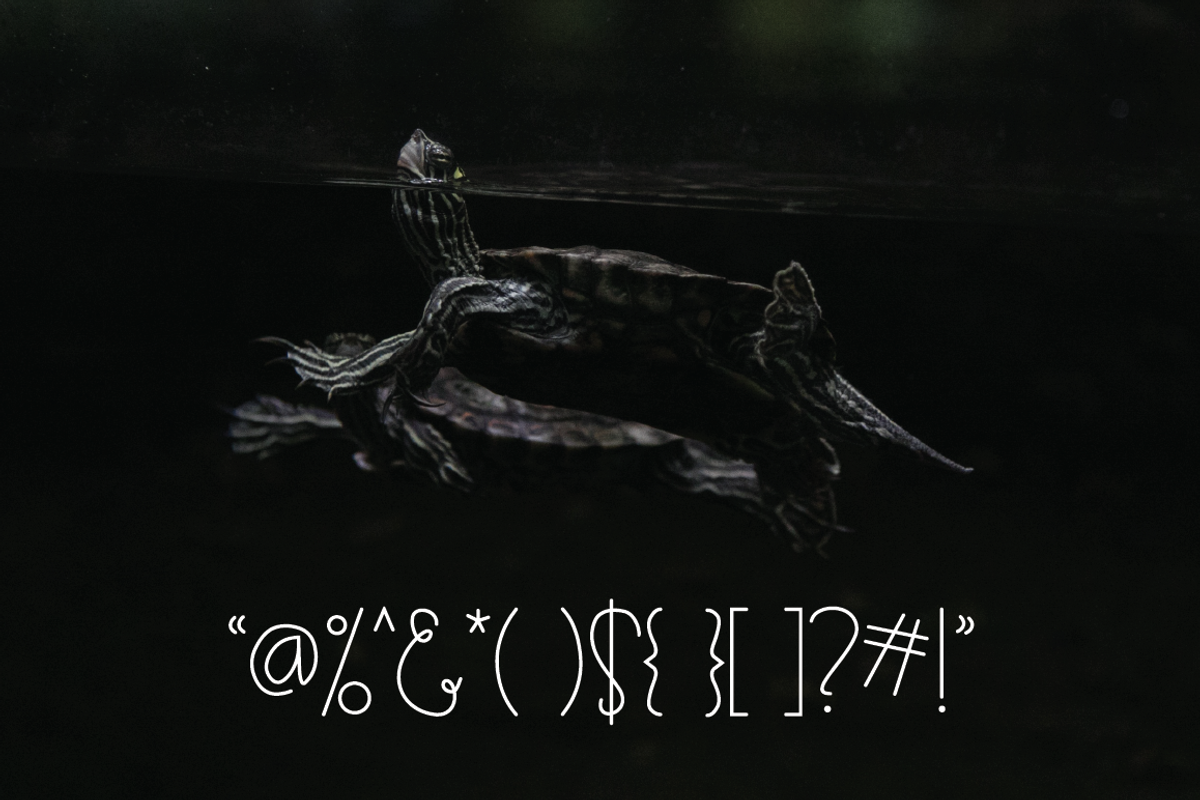Turtle preview 3