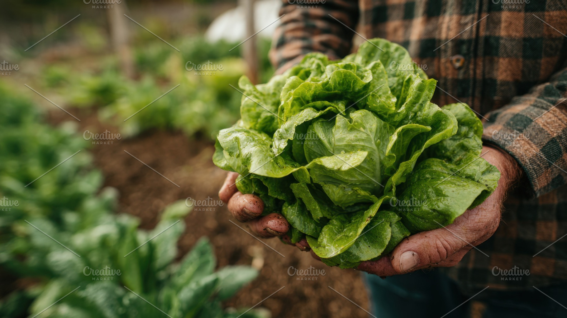 Gardener with fresh lettuce, a Photo by Beautiful things