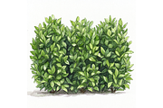 Prompt Watercolor Bushes Clipart, a Decorative Illustration by Creative design (Thumbnail 3 of 7)