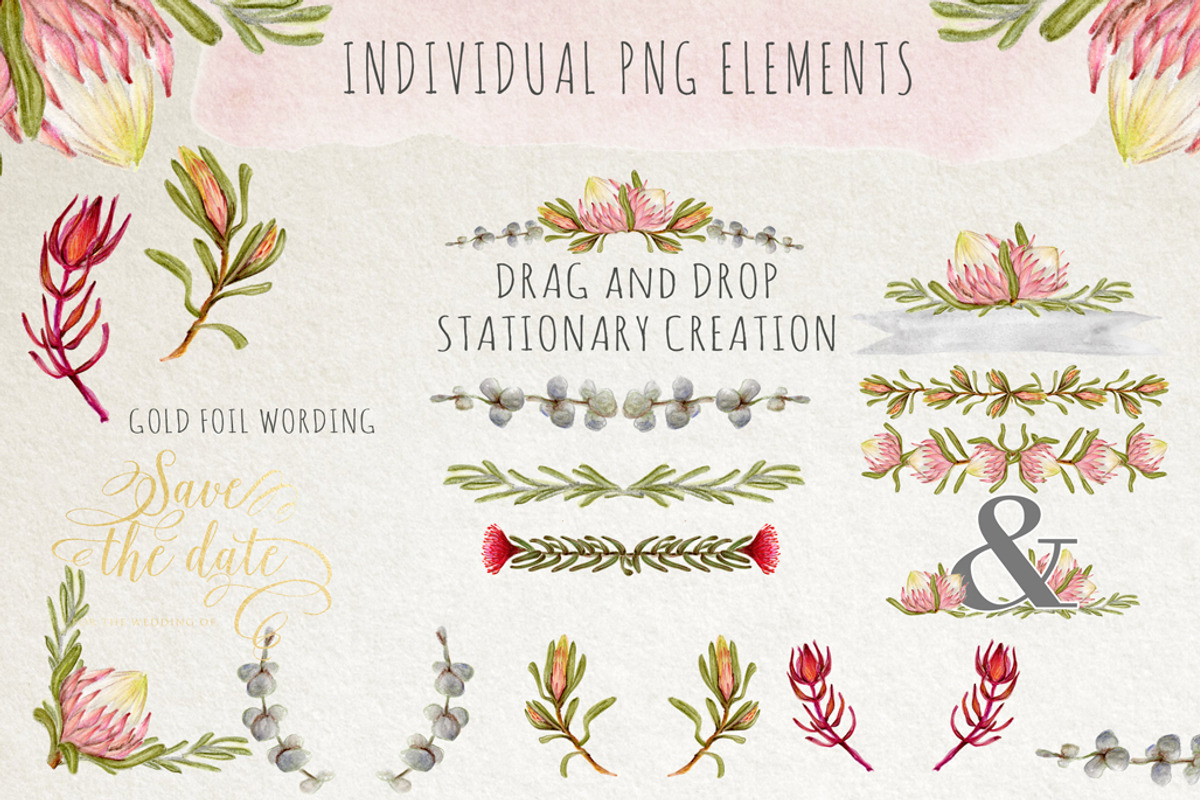Watercolour Protea Flower DIY Pack, an Illustration by Ingrid Marais Design (Photo 2 of 4)