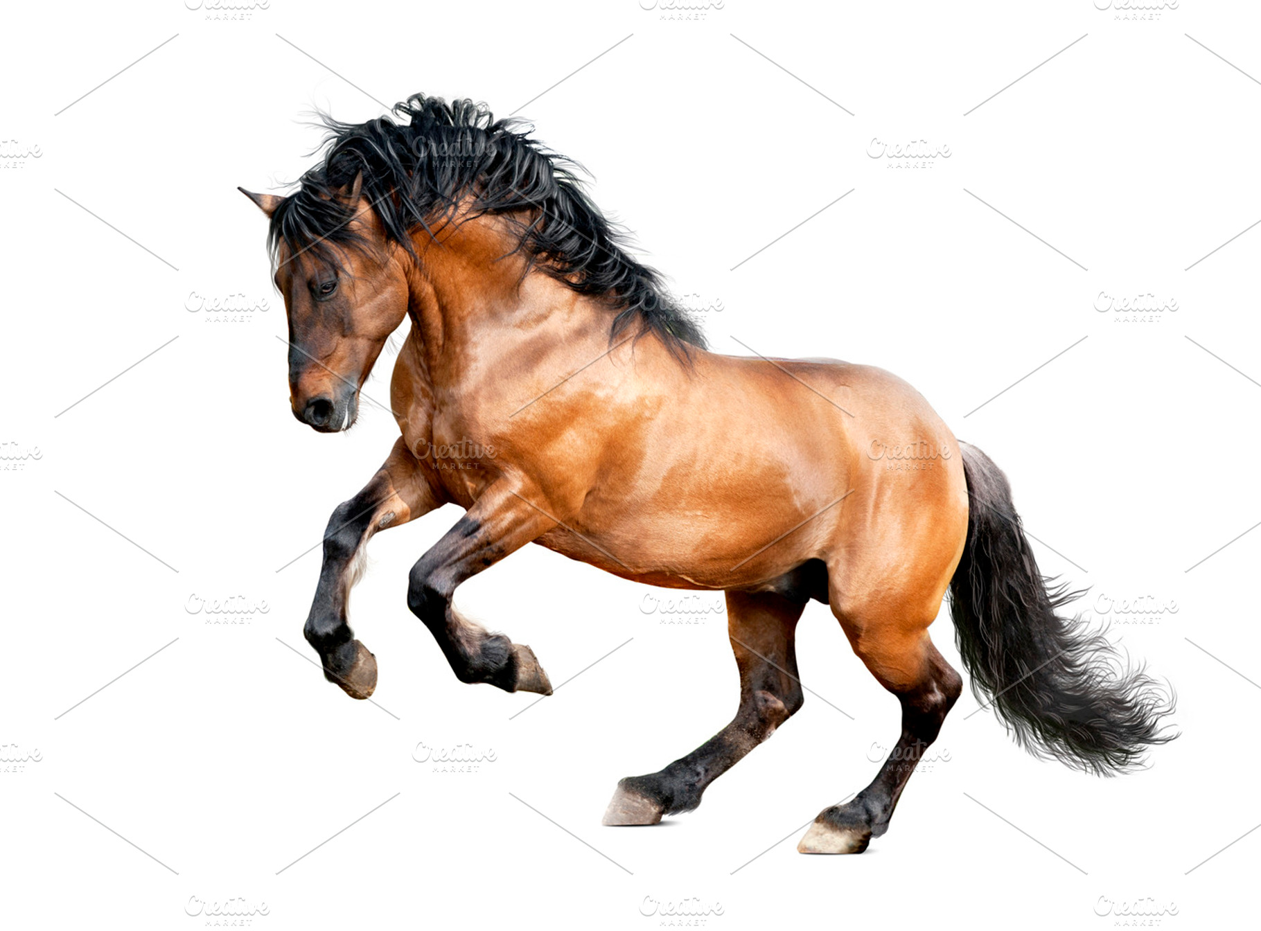 strong horse isolated, an Animal Photo by Olgait