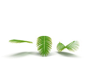 Palm branch, an Environmental 3D Model by AndrewWhite (Thumbnail 6 of 10)