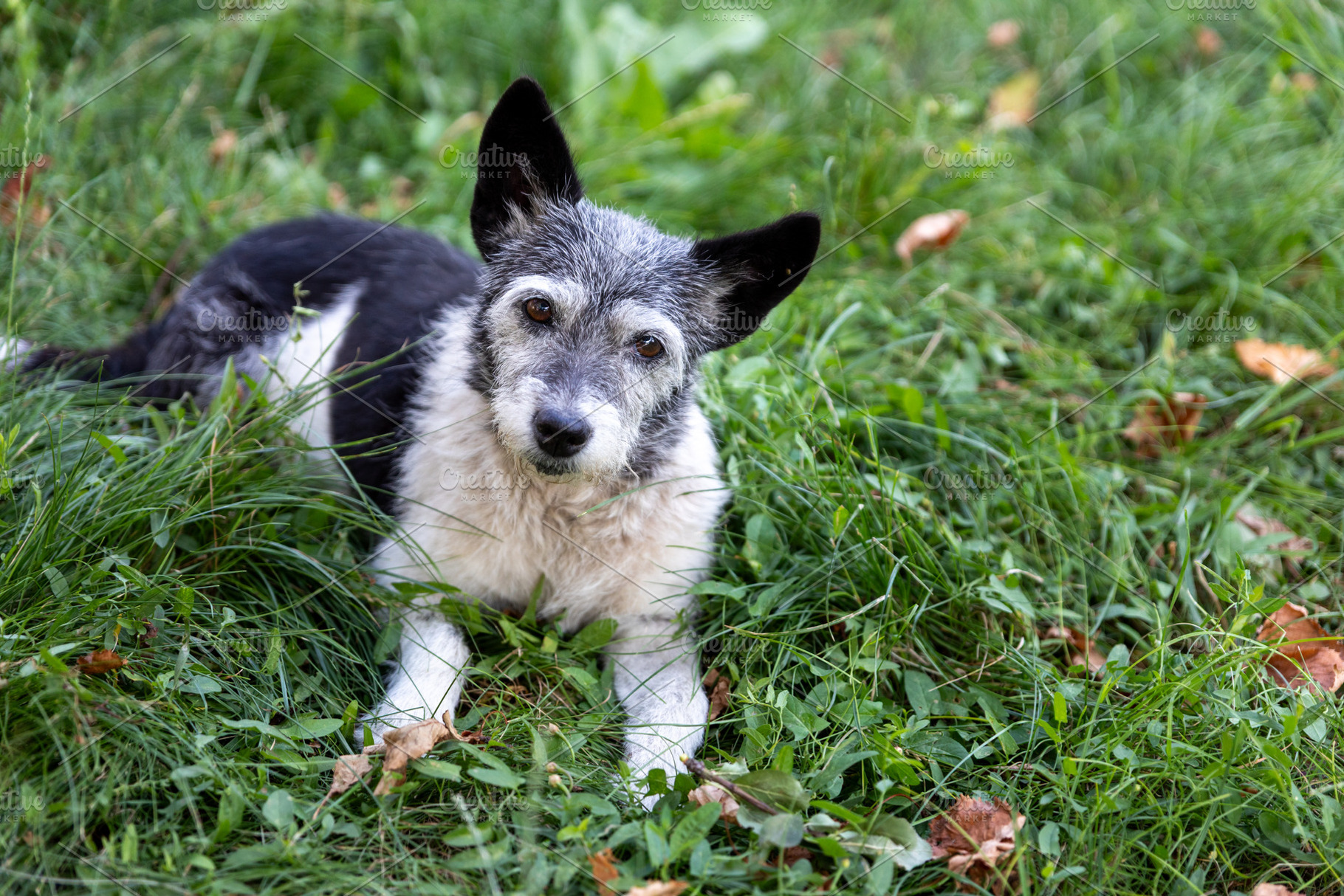 Adorable Mixed Breed Dog in Grass, an Animal Photo by Ales Munt