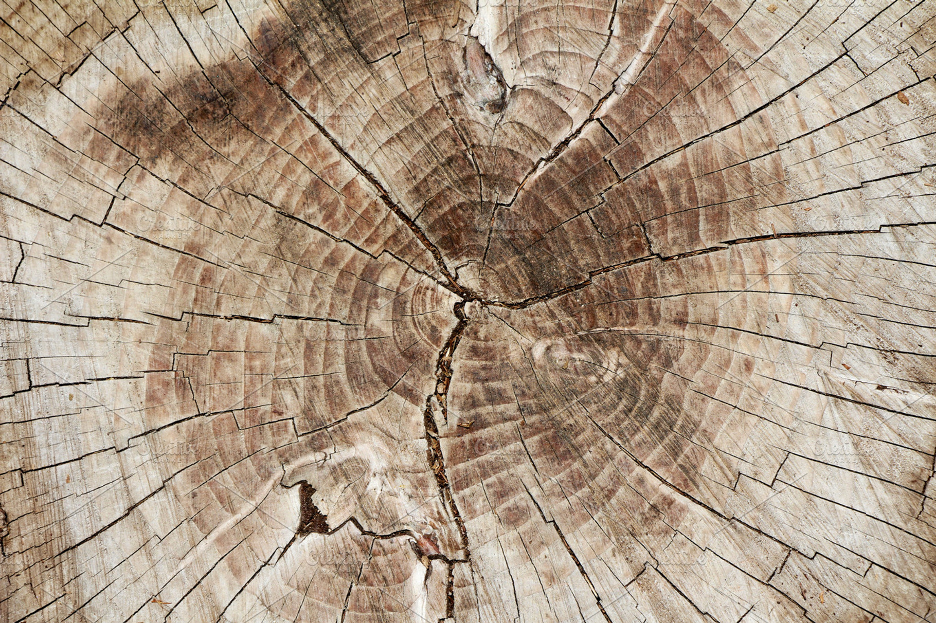 Rings Of A Tree Cut Tree Age Rings